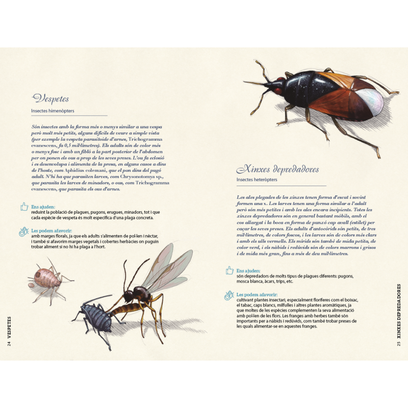 Malalties i plagues de l'hort