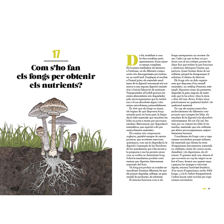 101 curiositats dels bolets