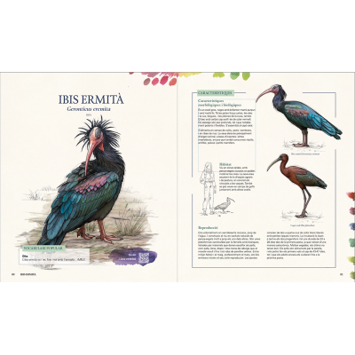 GRANS OCELLS DELS PAÏSOS CATALANS