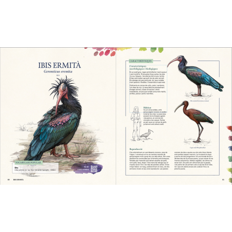 GRANS OCELLS DELS PAÏSOS CATALANS