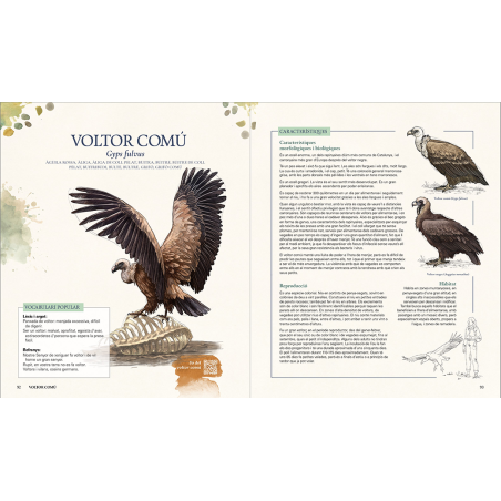 GRANS OCELLS DELS PAÏSOS CATALANS